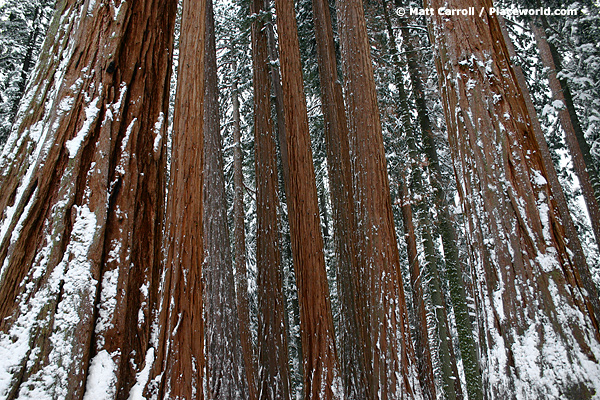 closeup of The House Group of Giant Sequoias - Sequoiadendron giganteum