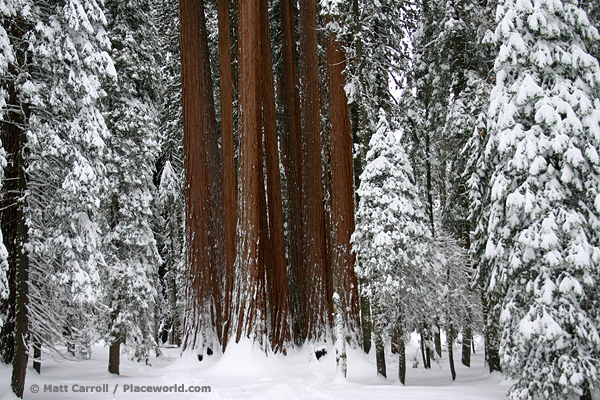 group of Giant Sequoias in a snowy forest - Sequoiadendron giganteum