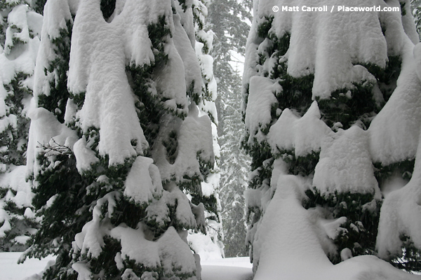 closeup of conifer trees laden with snow