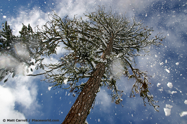 view from below of snow falling from pine tree