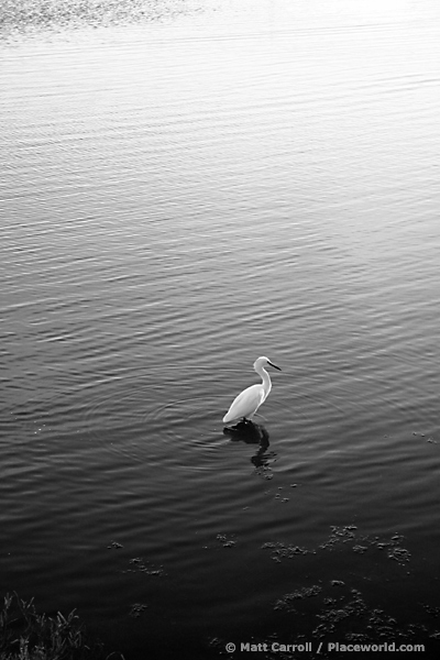 Snowy Egret - Egretta thula