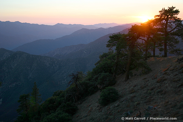 pine on mountain ridge at sunset