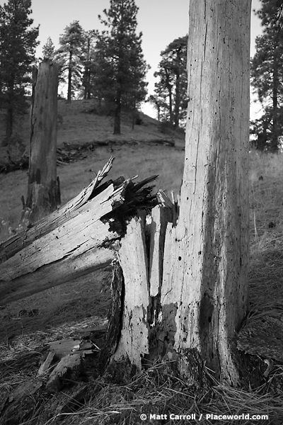 half-fallen tree, black and white