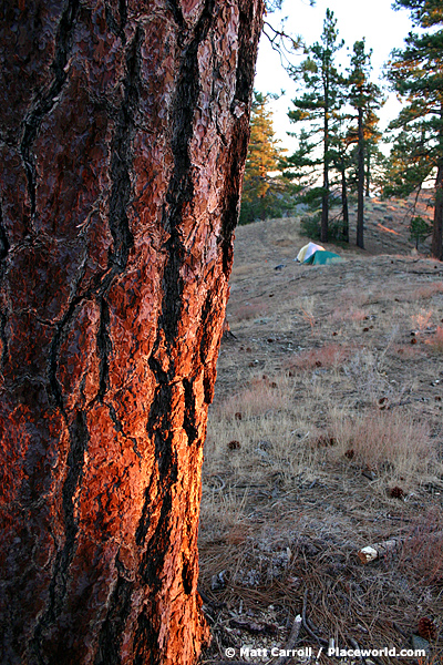 tree with beam of morning sunshine with tents in background