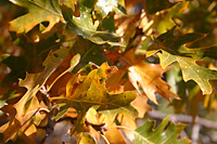 Yellow leaves, black oak