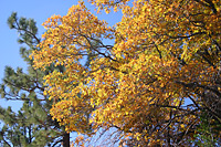 Fall colors, California black oak