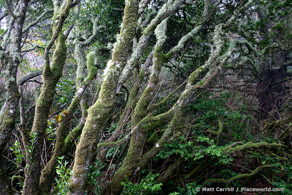 gnarled, mossy trees