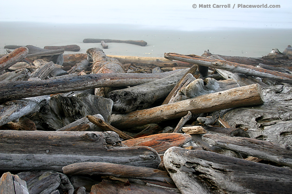 logs on beach