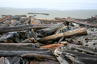 Logs on Beach
