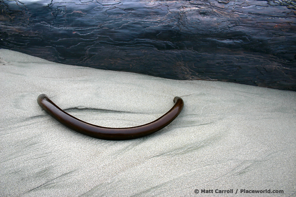 kelp and log on beach