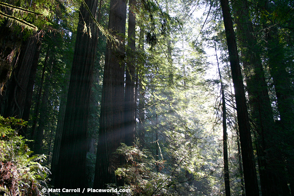 Coast Redwoods - Sequoia sempervirens