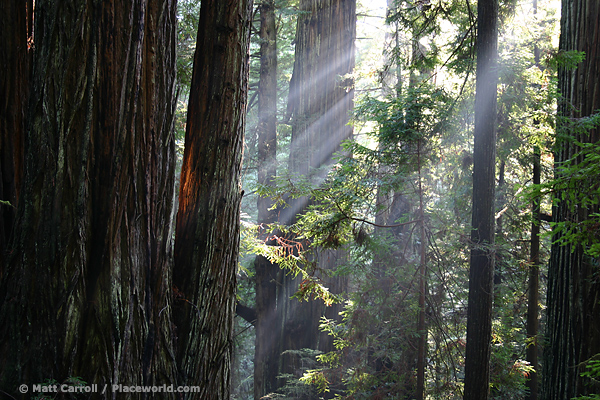 Coast Redwoods - Sequoia sempervirens