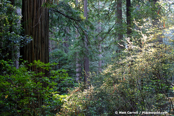 Humboldt redwood forest