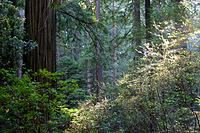 Humboldt Redwood Forest