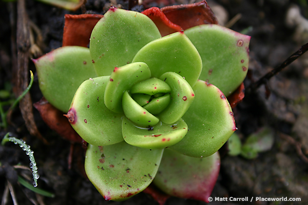 Bluff Lettuce - Dudleya farinosa