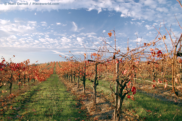 Autumn Alexander Valley Vineyard