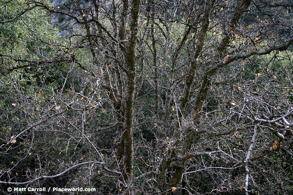 leafless group of trees