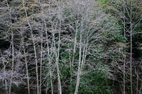 Alders along the Kaweah River