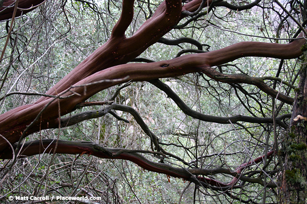 side view of branches of manzanita tree
