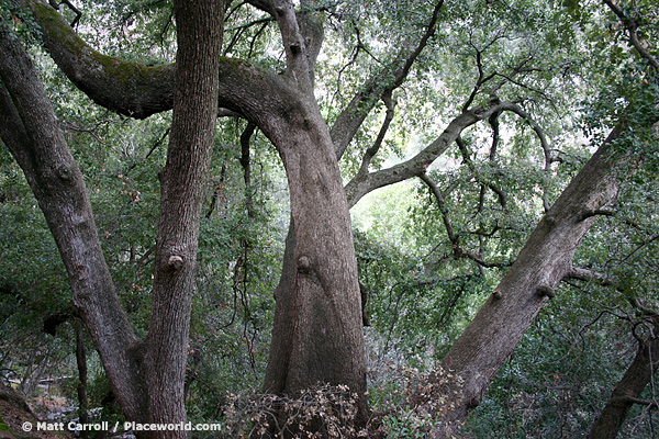 curved oak tree