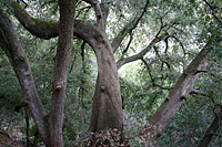 Curved oak tree