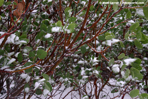 closeup of manzanita bush in snow