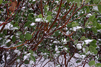 Manzanita in snow