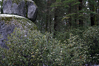 Mountain boulders