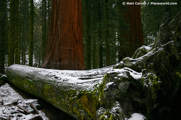 a dead, fallen Sequoia trees and two living, upright ones - Sequoiadendron giganteum