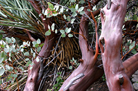 Manzanita and yucca competing for space