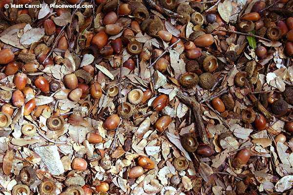 acorns in sunny and shaded patches on forest floor