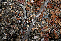 Leaf litter 2 - branches and red