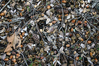 Leaf litter 3 - acorns, twigs and cones