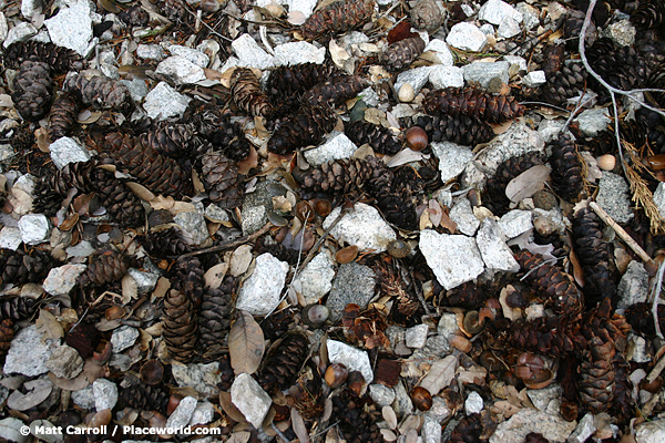 closeup of pine cones, granite chunks and other objects on mountainside