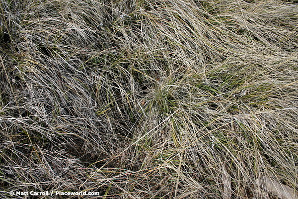 closeup of grass growing on a mountainside