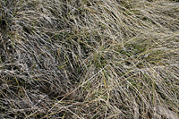 Mountain grass 1 - messy