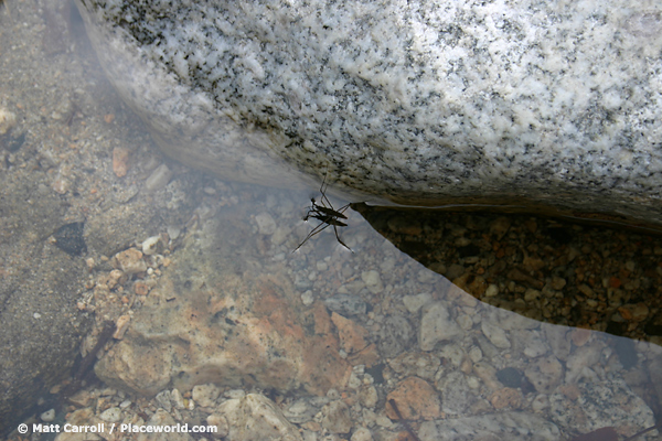 water strider standing on a creek