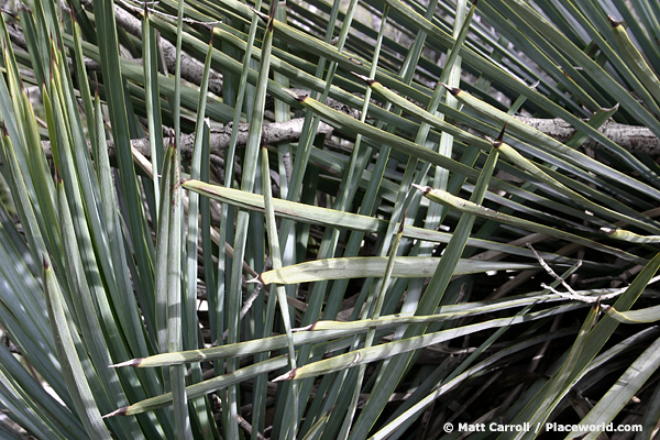 closeup of adjacent yuccas (Hesperoyucca whipplei) with leaves that intersect the other's