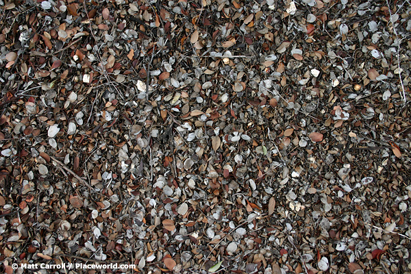 closeup of leaves on ground in forest