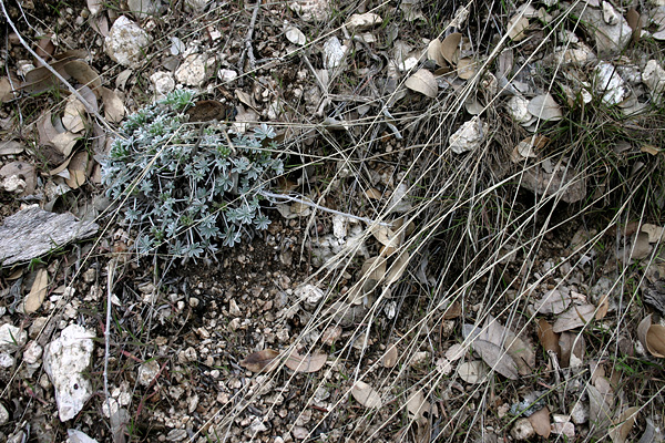 a blue-green sage plant with another plant stretching across it