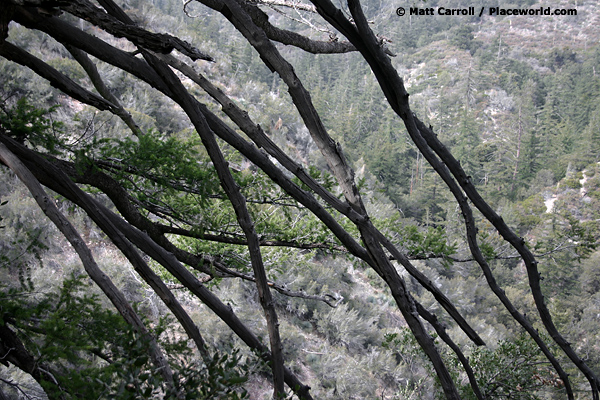 Side view of dead pine tree branches