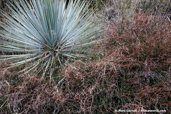 Our Lord's Candle - Hesperoyucca whipplei