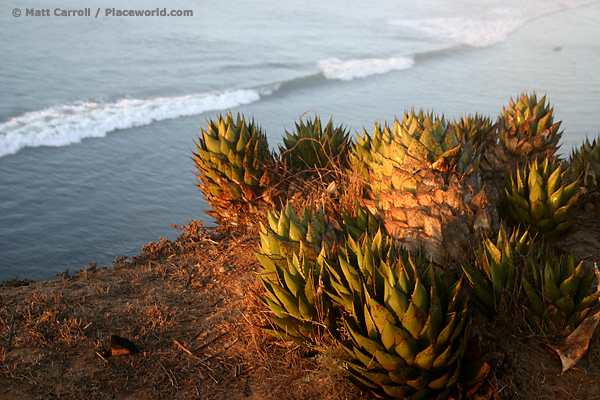 Coastal century plant - Agave shawii