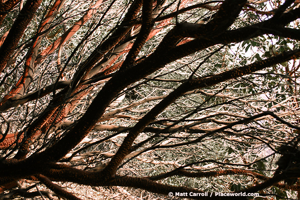 manzanita branches