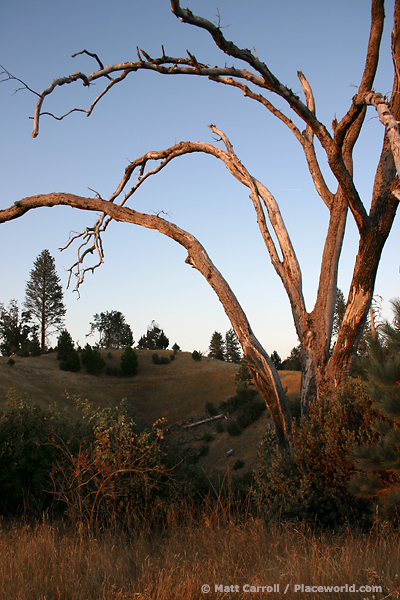 dead tree branches forming arches