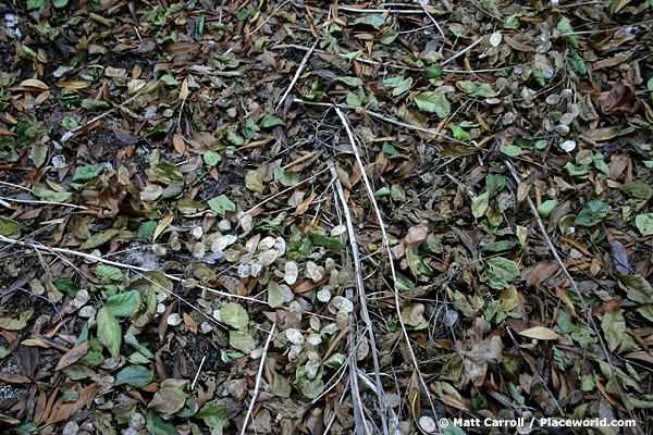 closeup of leaves decomposing on forest floor