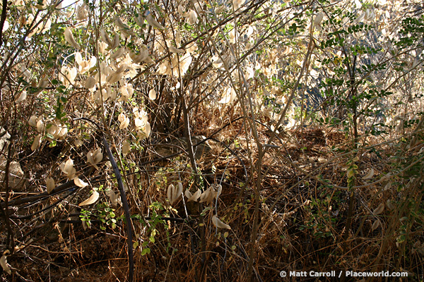 vegetation lit by afternoon sun