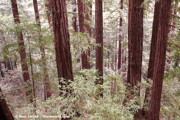 Coast Redwoods straight up