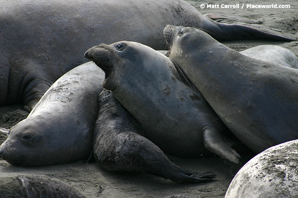 Northern elephant seals - Mirounga angustirostris
