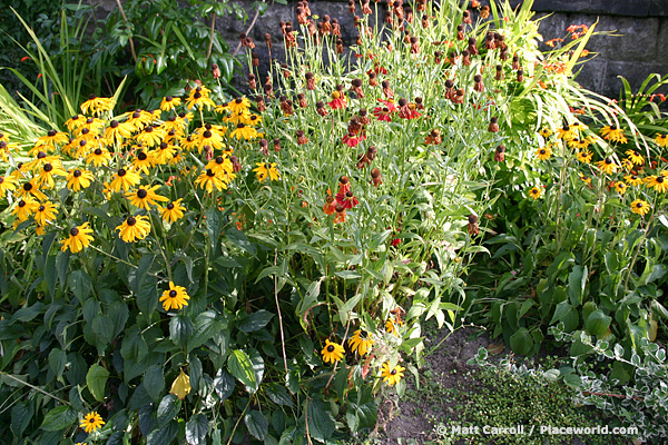 Wildflower garden in Commercial Drive area